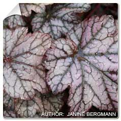 Heuchera 'Guardian Angel'